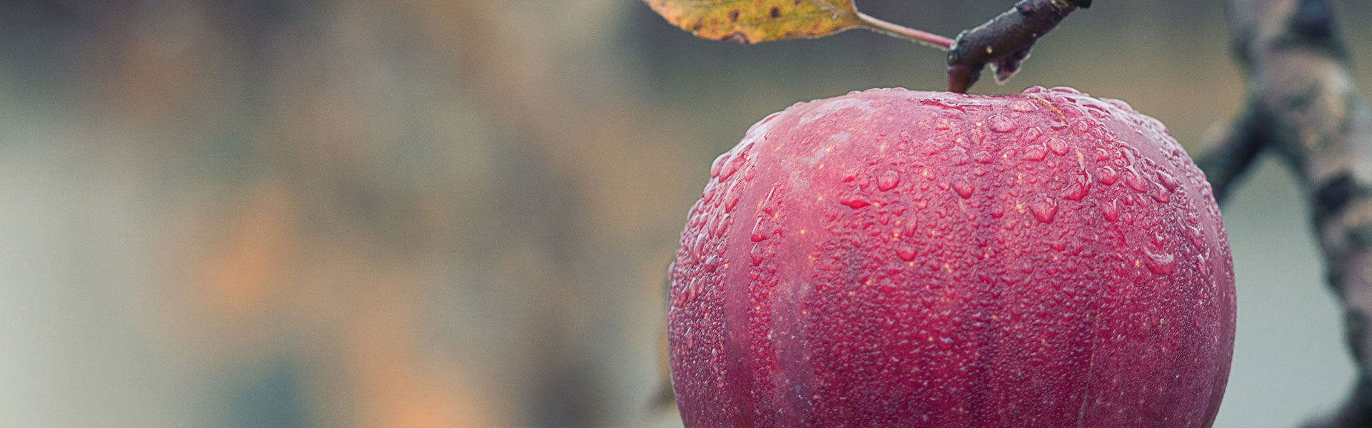 Appel banner