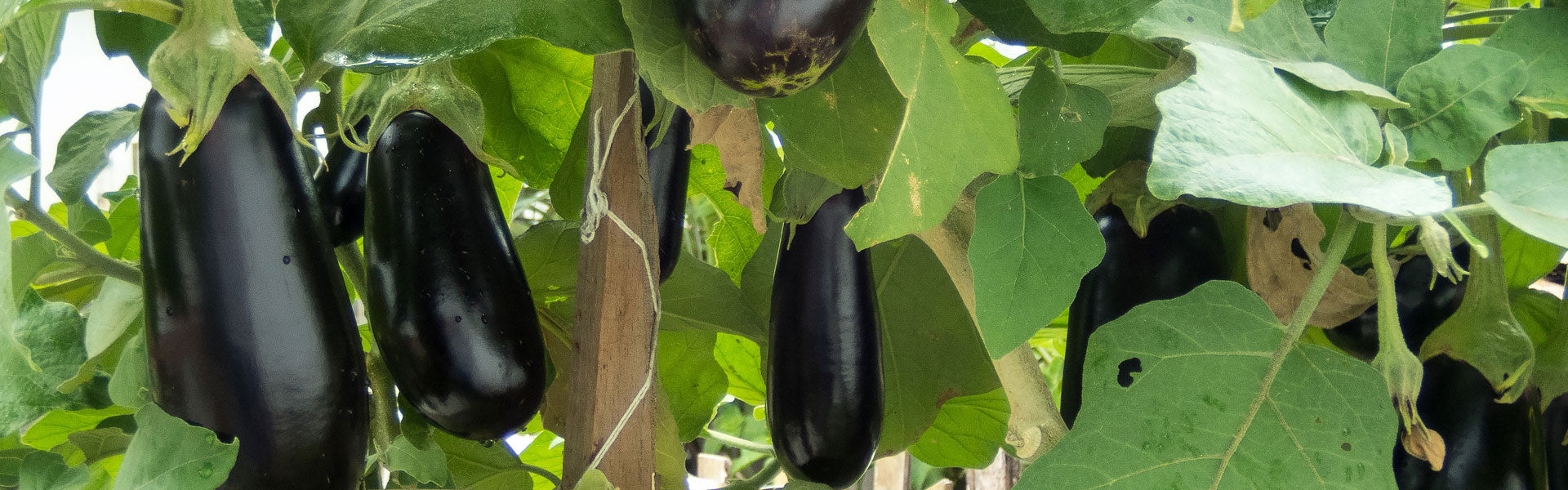 Afbeelding van aubergine