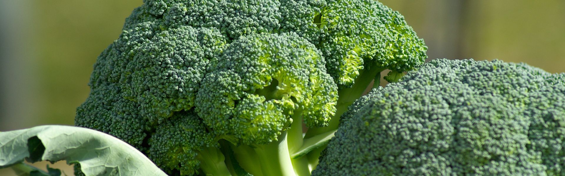 Broccoli banner