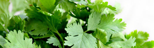 Koriander