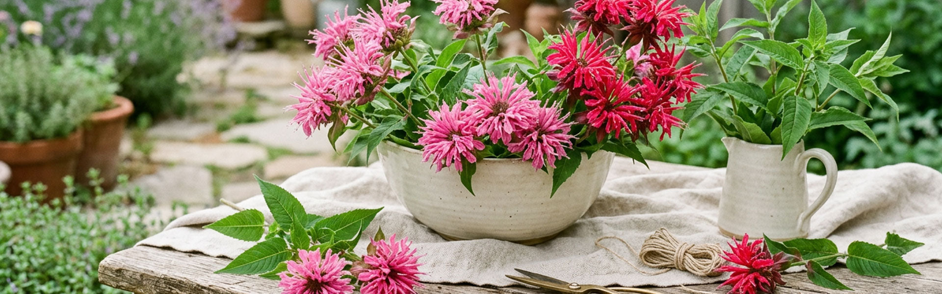 Bergamotplant