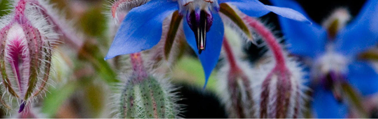 Bernagie - Komkommerkruid