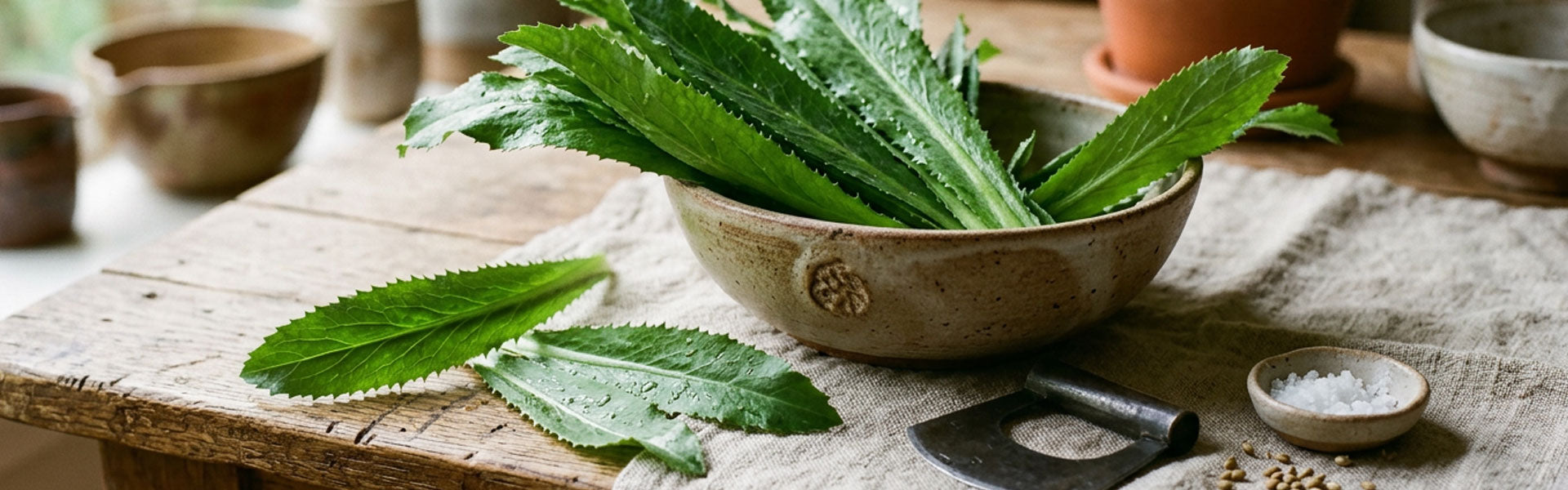 Culantro
