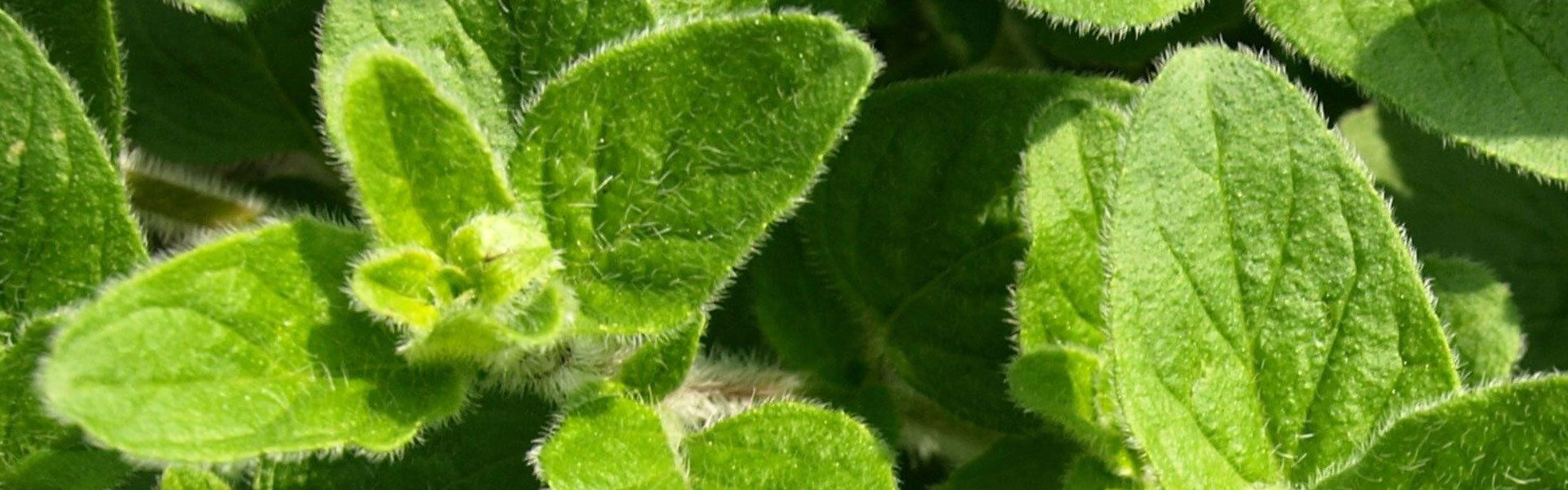 Oregano banner